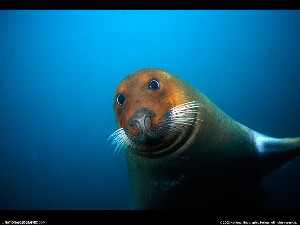 Morses otaries phoques - 007